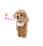 コロコロコロンちゃん（個別スタンプ：1）