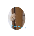 コロコロコロンちゃん（個別スタンプ：10）