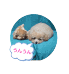 コロコロコロンちゃん（個別スタンプ：12）