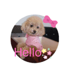 コロコロコロンちゃん（個別スタンプ：14）