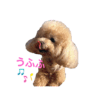 コロコロコロンちゃん（個別スタンプ：16）