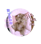 コロコロコロンちゃん（個別スタンプ：27）