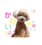 コロコロコロンちゃん（個別スタンプ：31）
