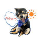 黒豆柴の福助（個別スタンプ：2）