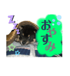 黒豆柴の福助（個別スタンプ：6）