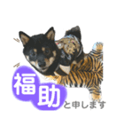 黒豆柴の福助（個別スタンプ：8）