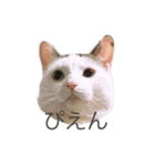 変な猫  まろ（個別スタンプ：1）