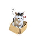 変な猫  まろ（個別スタンプ：2）