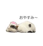 変な猫  まろ（個別スタンプ：3）