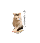 変な猫  まろ（個別スタンプ：4）