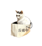 変な猫  まろ（個別スタンプ：5）