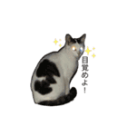 変な猫  まろ（個別スタンプ：6）