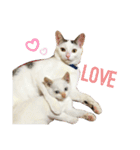 変な猫  まろ（個別スタンプ：10）