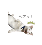 変な猫  まろ（個別スタンプ：12）