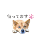変な猫  まろ（個別スタンプ：13）