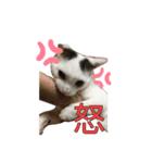 変な猫  まろ（個別スタンプ：14）