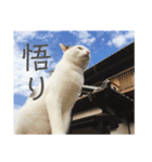 変な猫  まろ（個別スタンプ：15）