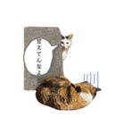 変な猫  まろ（個別スタンプ：16）