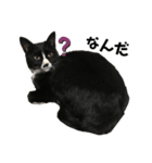 かわいい〜猫★（個別スタンプ：1）