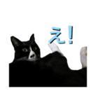 かわいい〜猫★（個別スタンプ：2）
