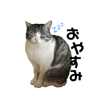 かわいい〜猫★（個別スタンプ：3）