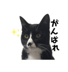 かわいい〜猫★（個別スタンプ：4）