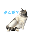かわいい〜猫★（個別スタンプ：6）
