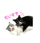 かわいい〜猫★（個別スタンプ：7）