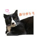 かわいい〜猫★（個別スタンプ：8）