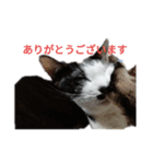 りょうととくん（個別スタンプ：2）