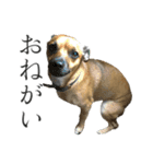 茶犬の休日（個別スタンプ：26）