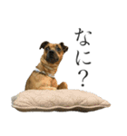 茶犬の休日（個別スタンプ：27）