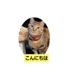 たぬきたぬさん（個別スタンプ：1）