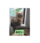 たぬきたぬさん（個別スタンプ：3）