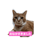 たぬきたぬさん（個別スタンプ：4）