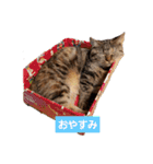 たぬきたぬさん（個別スタンプ：5）