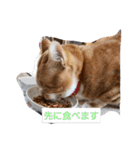 たぬきたぬさん（個別スタンプ：6）