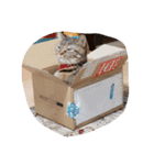 たぬきたぬさん（個別スタンプ：29）
