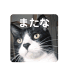 ムクさん 2（個別スタンプ：1）