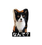 ムクさん 2（個別スタンプ：8）