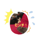 ムクさん 2（個別スタンプ：13）