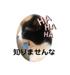 ムクさん 2（個別スタンプ：16）