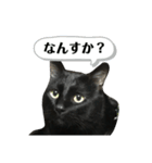 くろねご（個別スタンプ：1）