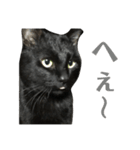 くろねご（個別スタンプ：2）