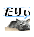 くろねご（個別スタンプ：7）