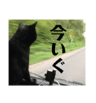 くろねご（個別スタンプ：8）