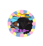 ななこちゃん  [ミニチュワダックスフンド]（個別スタンプ：4）