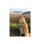 ロン・スタ（個別スタンプ：13）