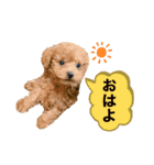 I ❤︎ とら（個別スタンプ：2）