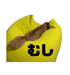 ポメックス〜ちゃちゃの1日〜（個別スタンプ：2）